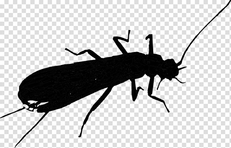 Insect Insect, Membrane, Pest, Blister Beetles, Parasite, Darkling Beetles transparent background PNG clipart