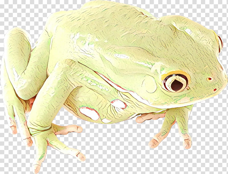 Japanese Tree, True Frog, Tree Frog, Japanese Tree Frog, Crocodiles, Animal, Blog, Toad transparent background PNG clipart