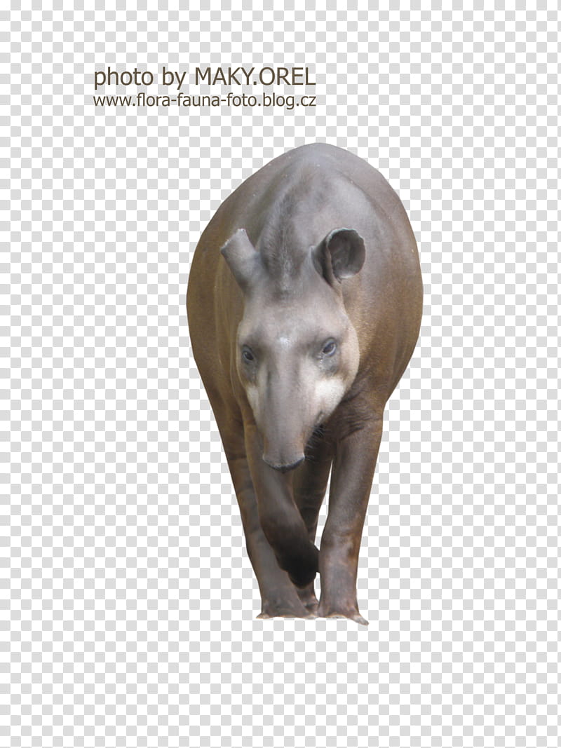 SET Tapir Tapirus, gray animal illustration transparent background PNG clipart