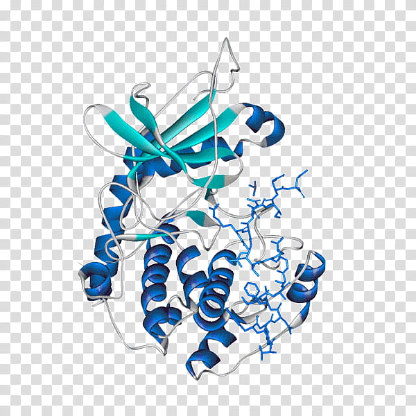 Protein Kinase A Line, Glycogen, Cyclic Adenosine Monophosphate, Serine, Threonine, Campdependent Pathway, Protein Kinase Inhibitor, Enzyme Inhibitor transparent background PNG clipart