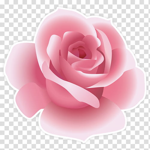 Garden roses, Pink, White, Petal, Flower, Rose Family, Hybrid Tea Rose, Plant transparent background PNG clipart