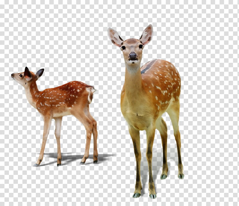deer wildlife terrestrial animal roe deer white-tailed deer, Watercolor, Paint, Wet Ink, Whitetailed Deer, Fawn, Animal Figure transparent background PNG clipart