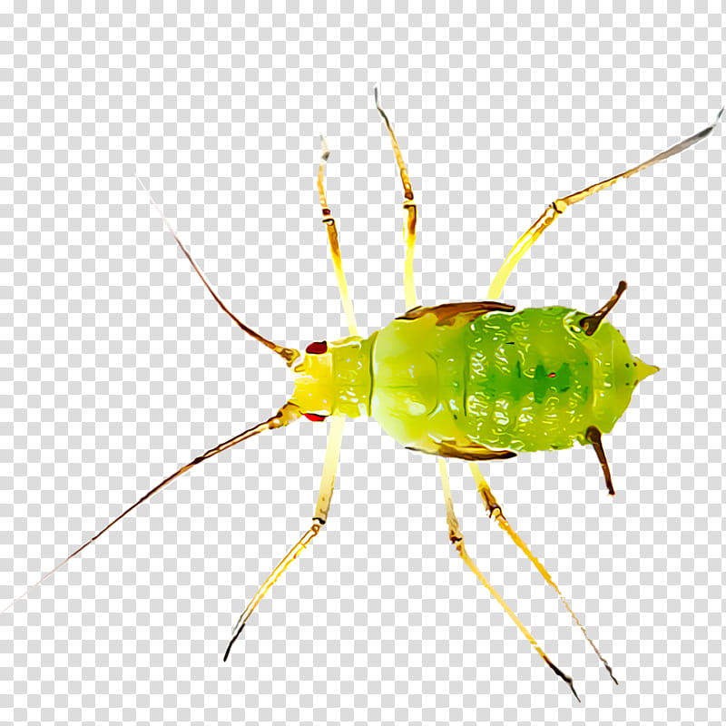 Ant, Insect, Aphid, Pest, Oleander Aphid, Myzus Persicae, Black Bean Aphid, Acyrthosiphon Pisum transparent background PNG clipart