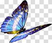 colours, blue and yellow butterfly transparent background PNG clipart