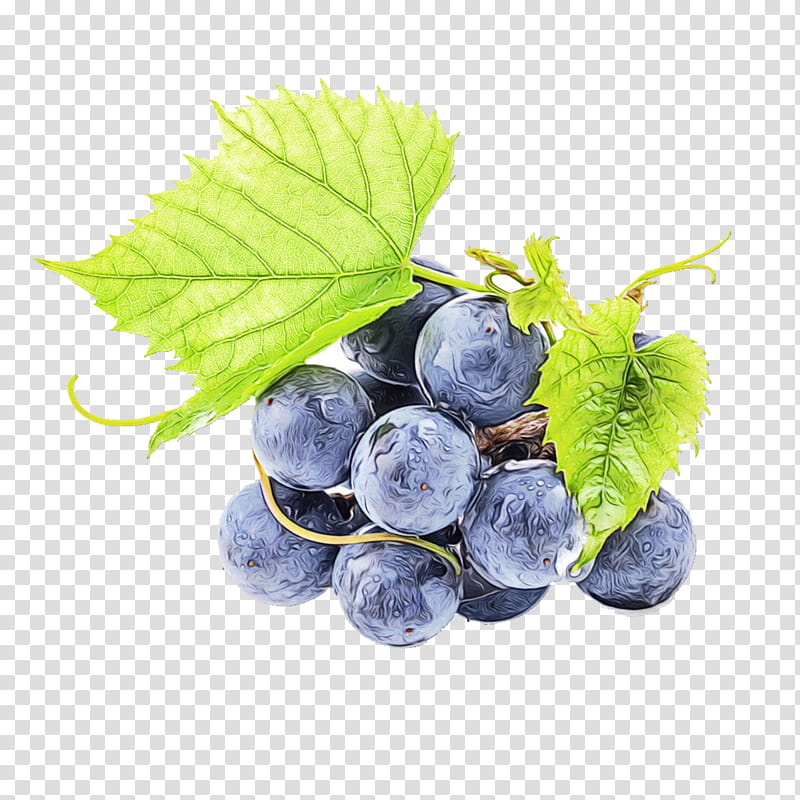 Watercolor Leaves, Paint, Wet Ink, Wine, Red Wine, Grape, Grape Leaves, Juice transparent background PNG clipart