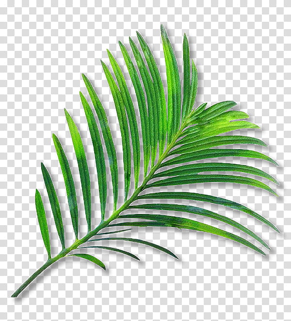 Coconut Leaf Drawing, Palm Trees, Watercolor Painting, Tropics, Date Palm, Arecales, Plant, Plant Stem transparent background PNG clipart