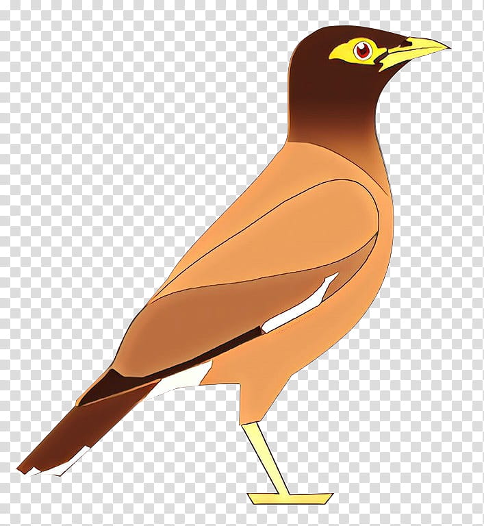 bird beak common myna acridotheres myna, Perching Bird, Songbird transparent background PNG clipart