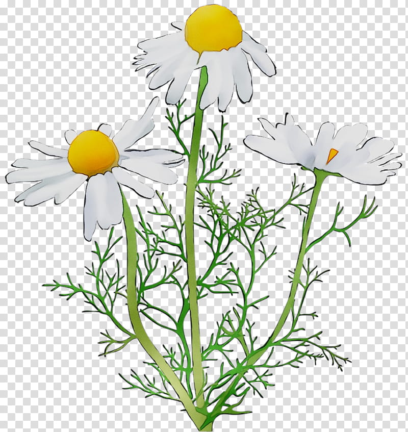 Garden Flowers, Oxeye Daisy, Roman Chamomile, Marguerite Daisy, Garden Cosmos, Cut Flowers, Annual Plant, Herbaceous Plant transparent background PNG clipart