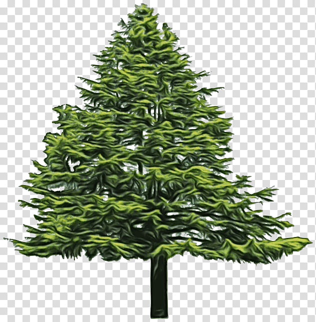Tree Evergreen Pine Balsam fir Black spruce, Watercolor, Paint, Wet Ink, Forest Tree, Douglas Fir, Cedar, Eastern White Pine transparent background PNG clipart