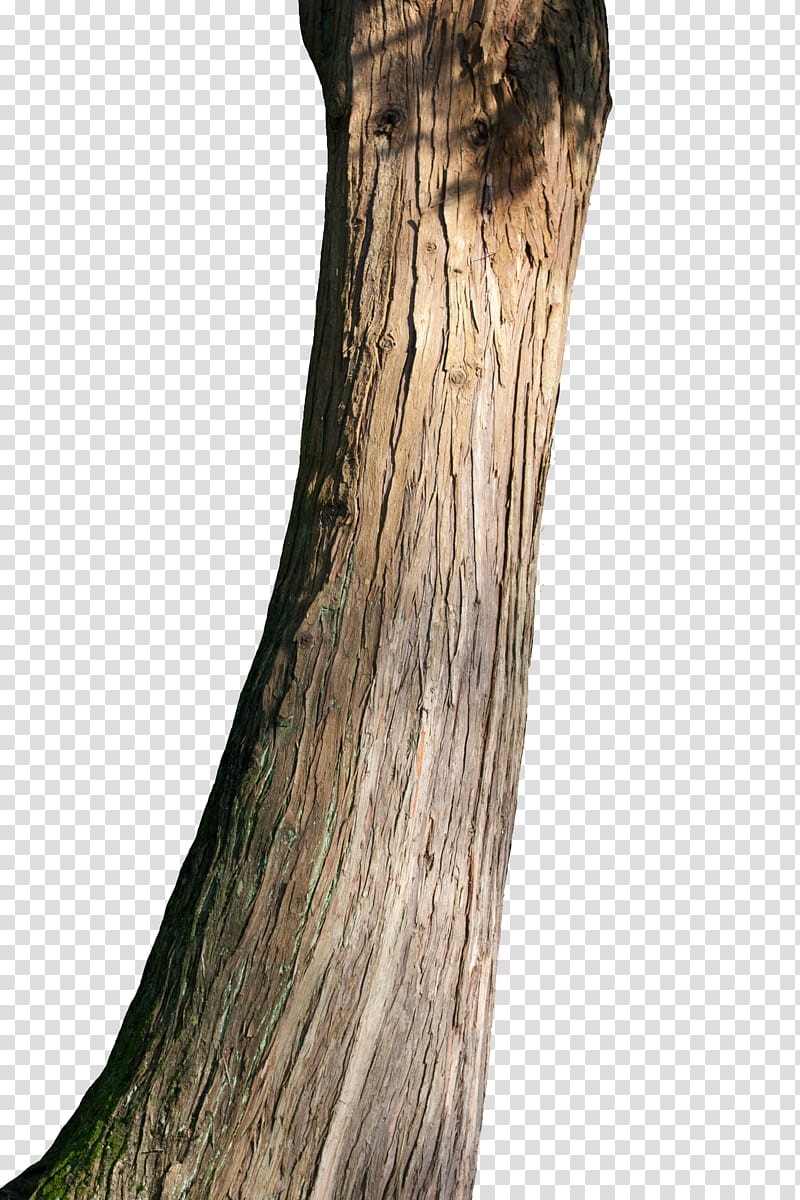 Tree trunk, brown tree transparent background PNG clipart