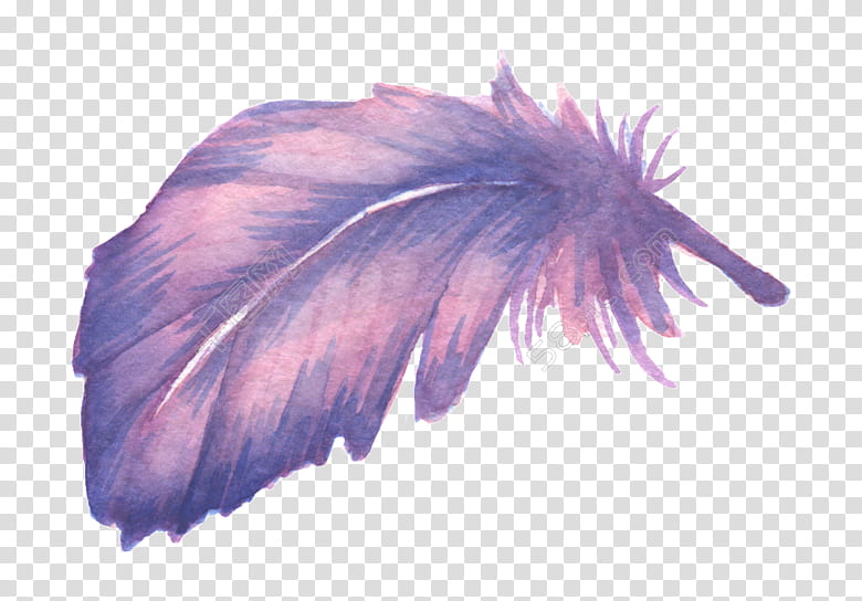 Watercolor, Feather, Drawing, Plumas De Colores, Purple, Watercolor Painting, Violet transparent background PNG clipart