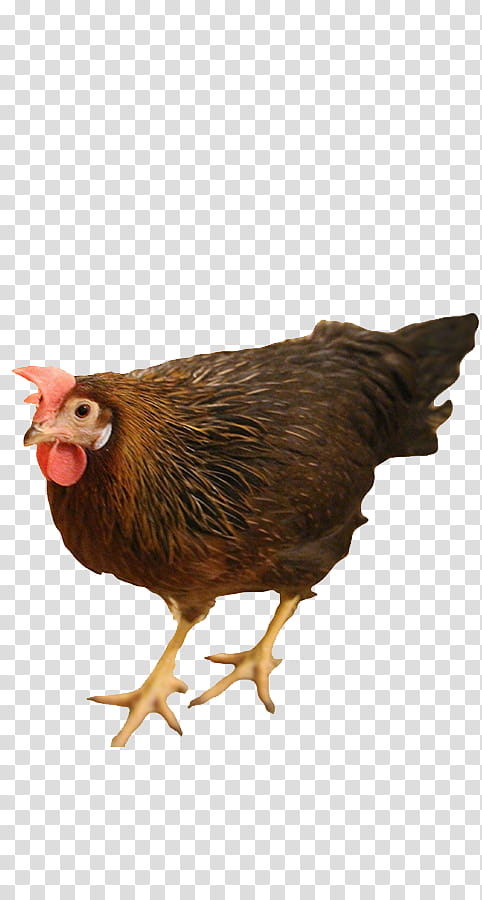 Bird, Leghorn Chicken, Plymouth Rock Chicken, Sussex Chicken, Cornish Chicken, Rooster, Asil Chicken, Dorking Chicken transparent background PNG clipart