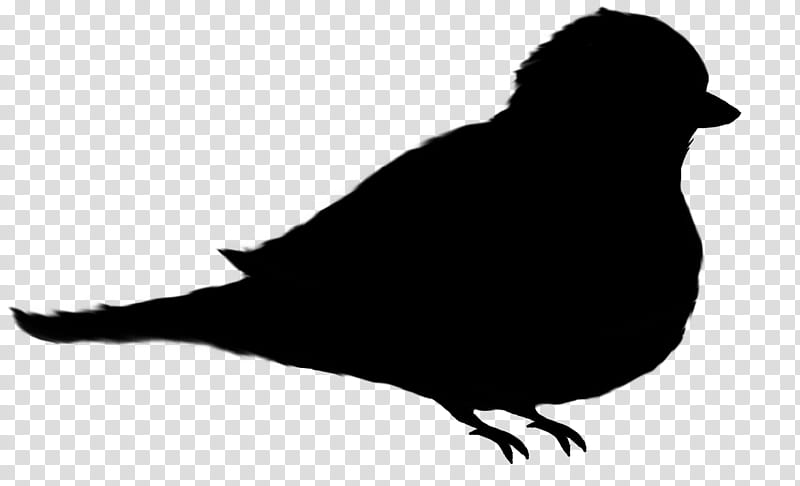 Bird Silhouette, Beak, Perching Bird, Blackbird, Crowlike Bird transparent background PNG clipart