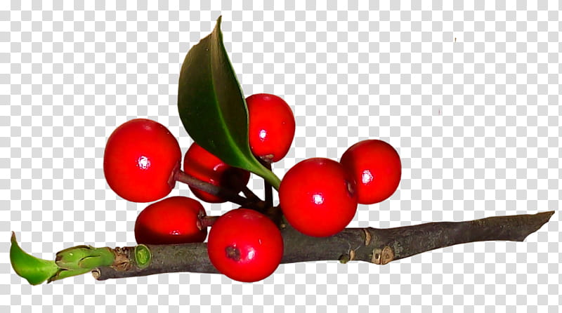 Holly, Plant, Fruit, Flower, Tree, Berry, Woody Plant, Lingonberry transparent background PNG clipart