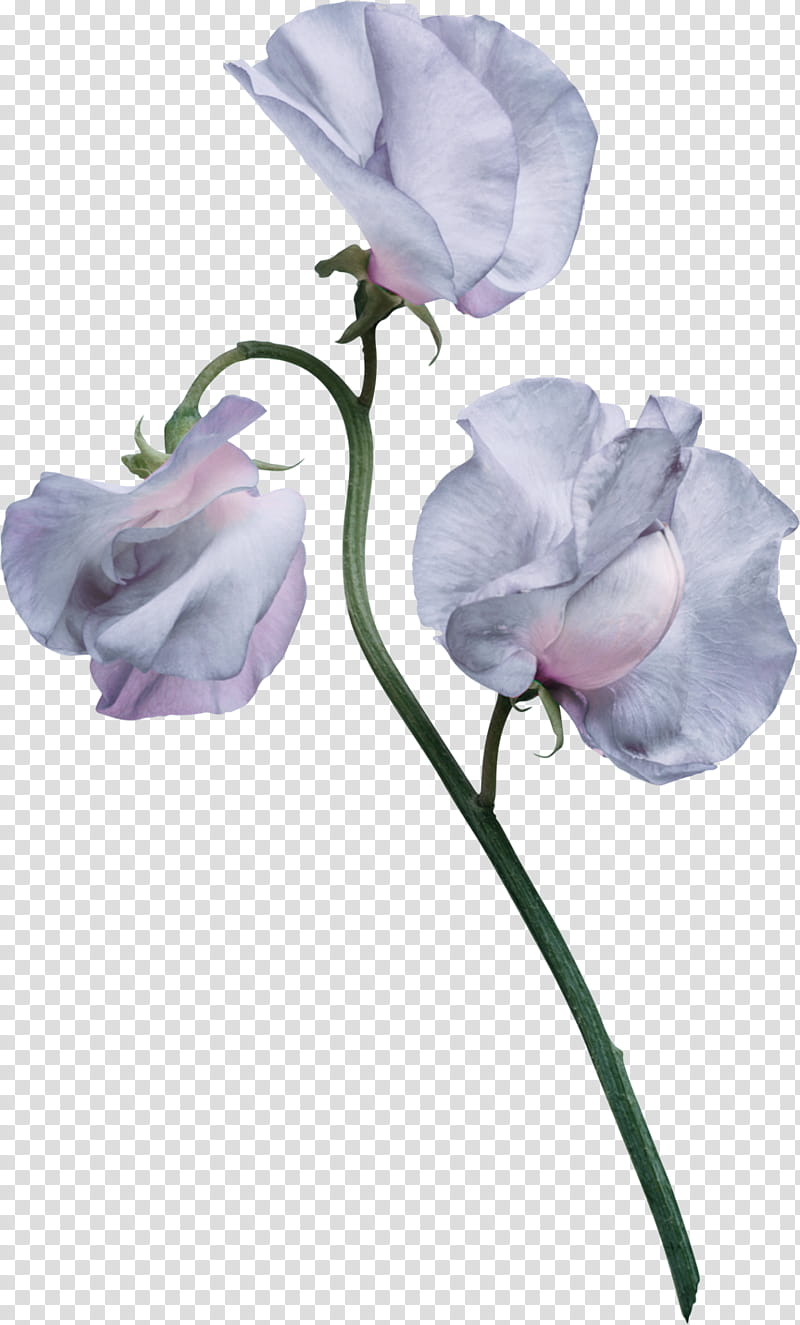 Sweet Pea Flower, Rose, Cut Flowers, Watercolor Painting, Petal, Birth Flower, Flower Bouquet, Pink transparent background PNG clipart