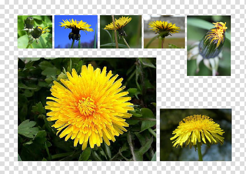 Spring Flowers, Dandelion, Color Filler, Paint Brushes, Sow Thistles, Annual Plant, Blanket Flowers, Digital Painting transparent background PNG clipart