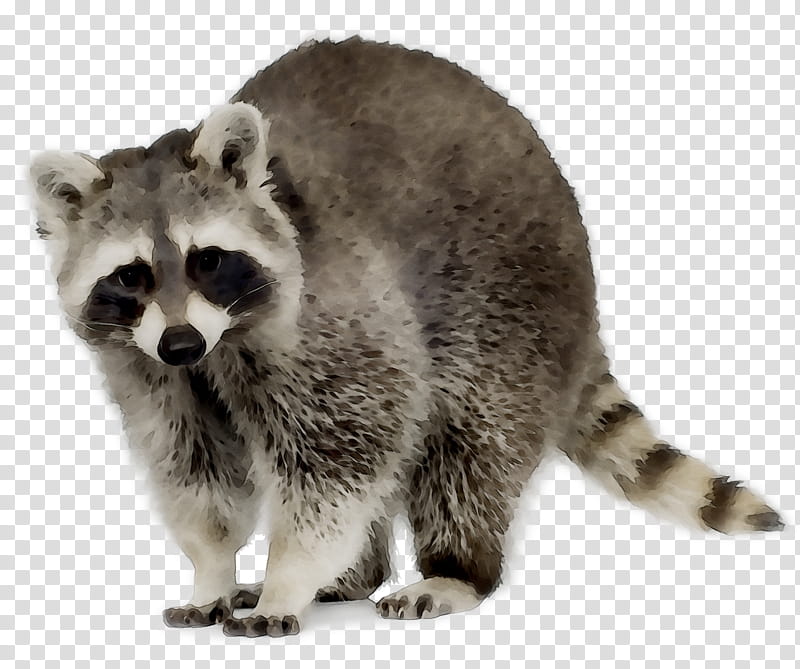 Dog And Cat, Raccoon, Bat, Squirrel, Animal Control And Welfare Service, Wildlife, Raccoon Dog, Nuisance Wildlife Management transparent background PNG clipart