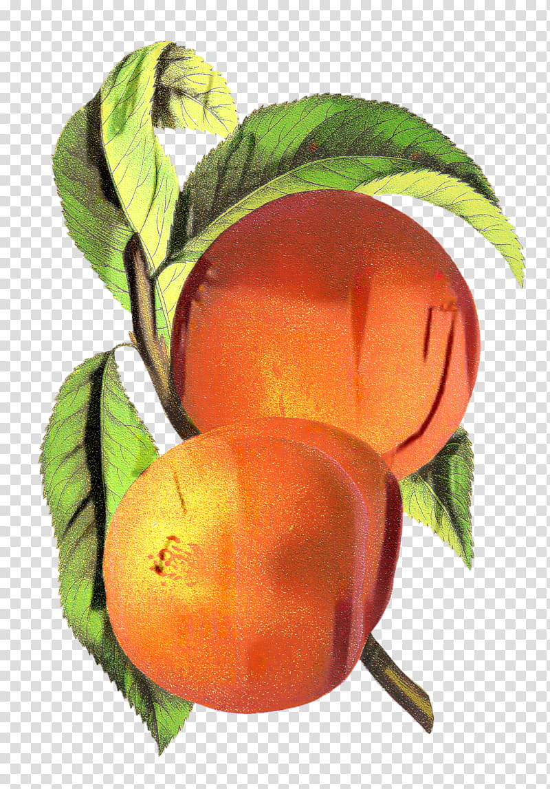 Trees, Peach, Fruit, Drawing, Orange, Painting, Apricot, Plum transparent background PNG clipart