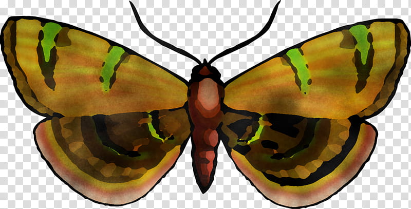 Glasses, Insect, Butterfly, Moths And Butterflies, Pollinator, Symmetry, Eyewear, Emperor Moths transparent background PNG clipart