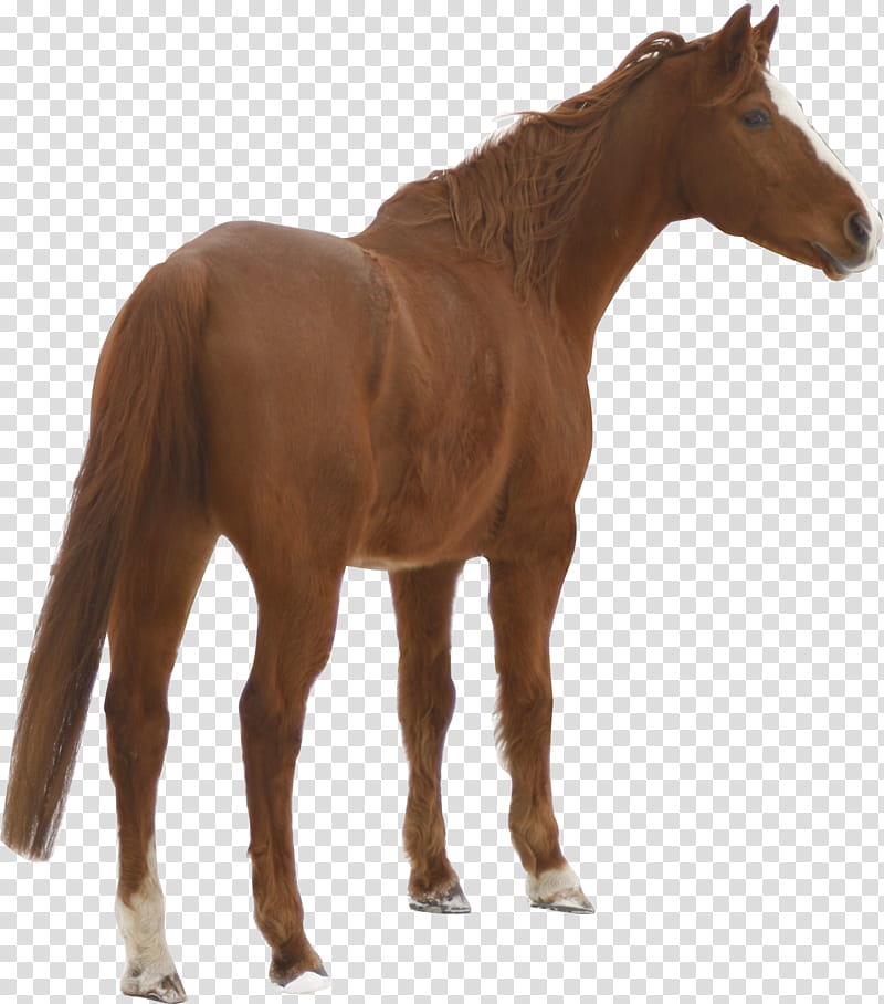 chestnut warmblood precut, standing brown and white horse transparent background PNG clipart