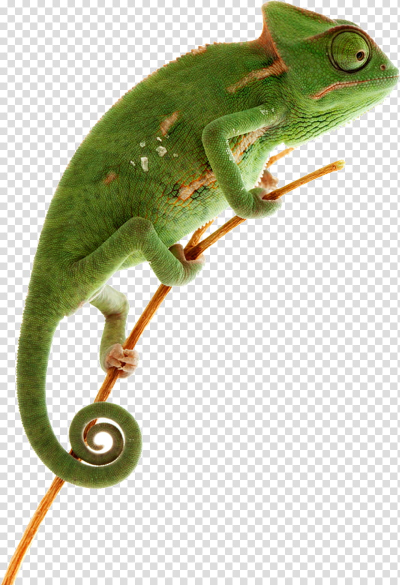 Chameleon, Reptile, Lizard, Veiled Chameleon, Panther Chameleon, Ambilobe, Chameleons, Lepidosauria transparent background PNG clipart
