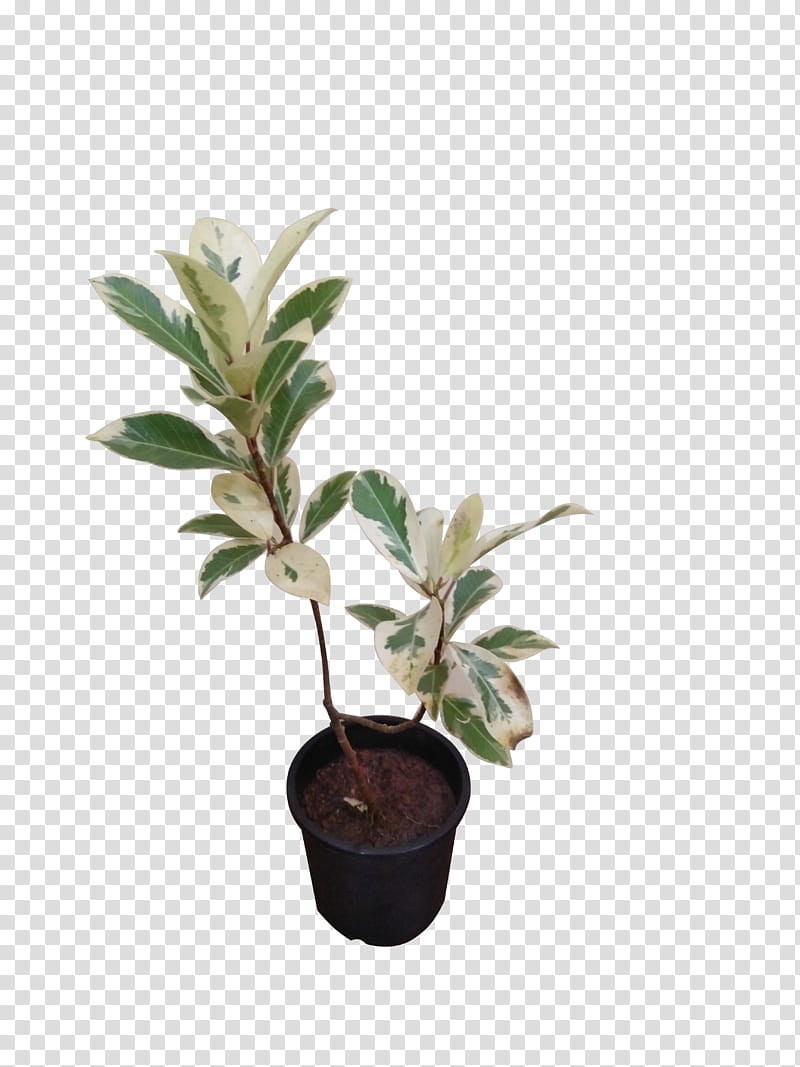 Green Leaf, Inch, Ornamental Plant, Houseplant, Garden Croton, Plants, Variegation, Flowerpot transparent background PNG clipart