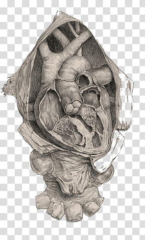 Anatomy v , heart illustration transparent background PNG clipart