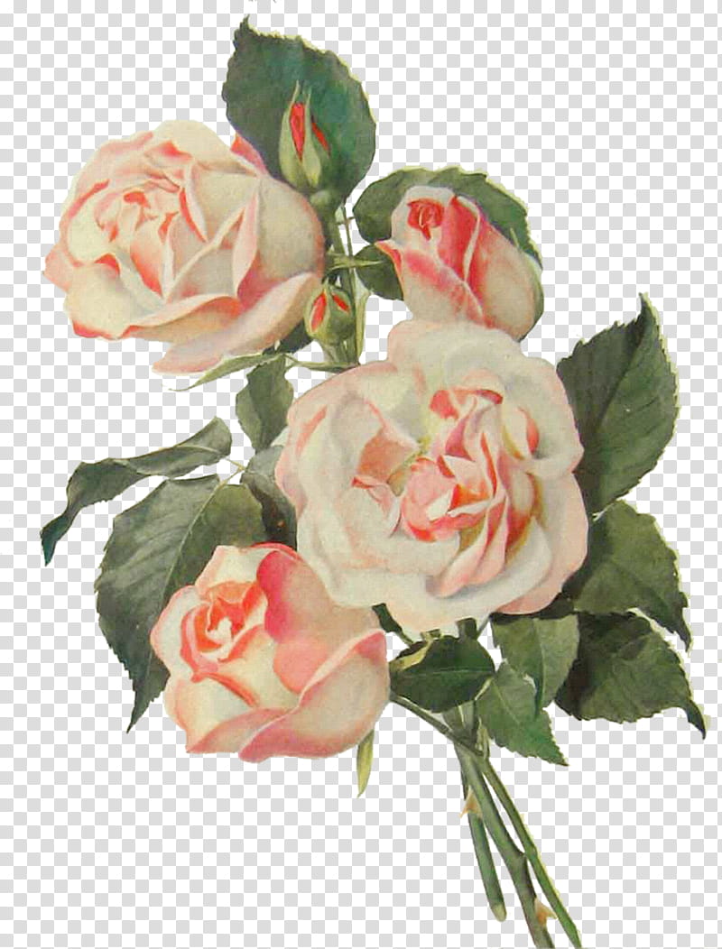 four pink-and-white roses illustration transparent background PNG clipart