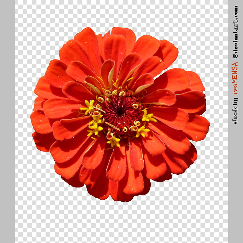 Zinnia mix , orange-petaled flower transparent background PNG clipart