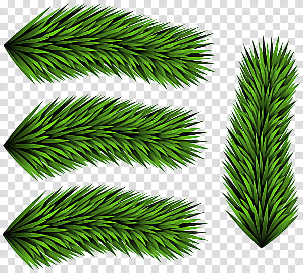 white pine green leaf tree oregon pine, Plant, Grass, Red Pine, Branch, Yellow Fir, Woody Plant, Shortstraw Pine transparent background PNG clipart