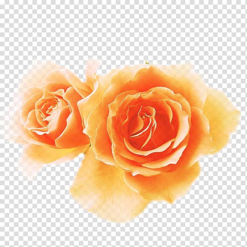 Garden roses, Orange, Yellow, Flower, Floribunda, Petal, Rose Family, Plant transparent background PNG clipart
