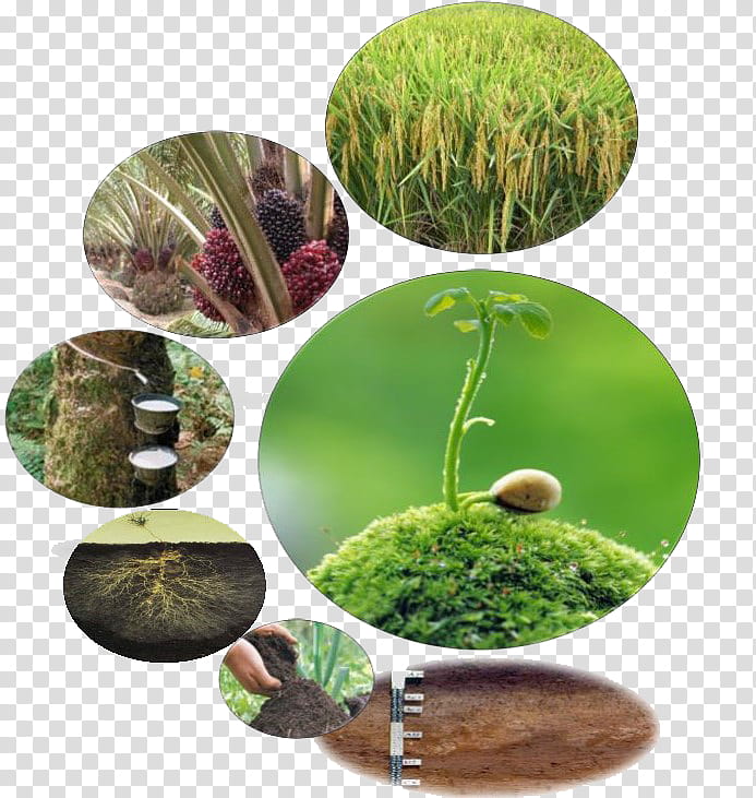 Forest, Universiti Putra Malaysia, Soil, Soil Fertility, Grasses, Vascular Plant, Soil Water, Tree transparent background PNG clipart