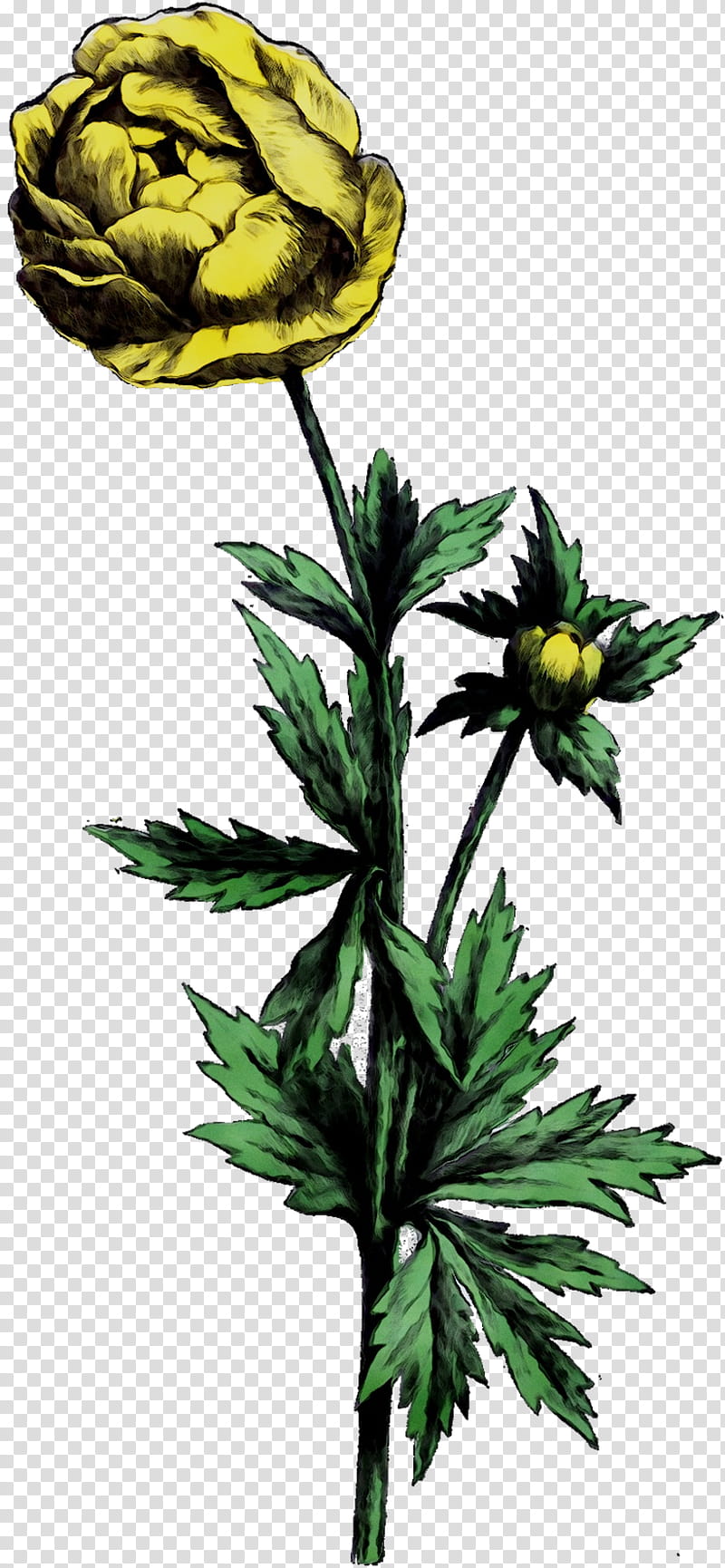 Globe, Flower, Tattoo, Plant Stem, Peony, Buttercup, Yellow, Plants ...
