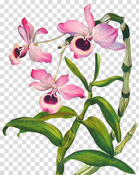 Plant, pink moth orchid flower transparent background PNG clipart