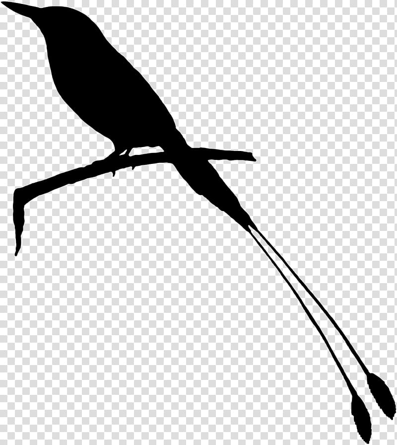 Twig, Beak, Feather, Silhouette, Cuckoos, Bird, Branch, Tail transparent background PNG clipart
