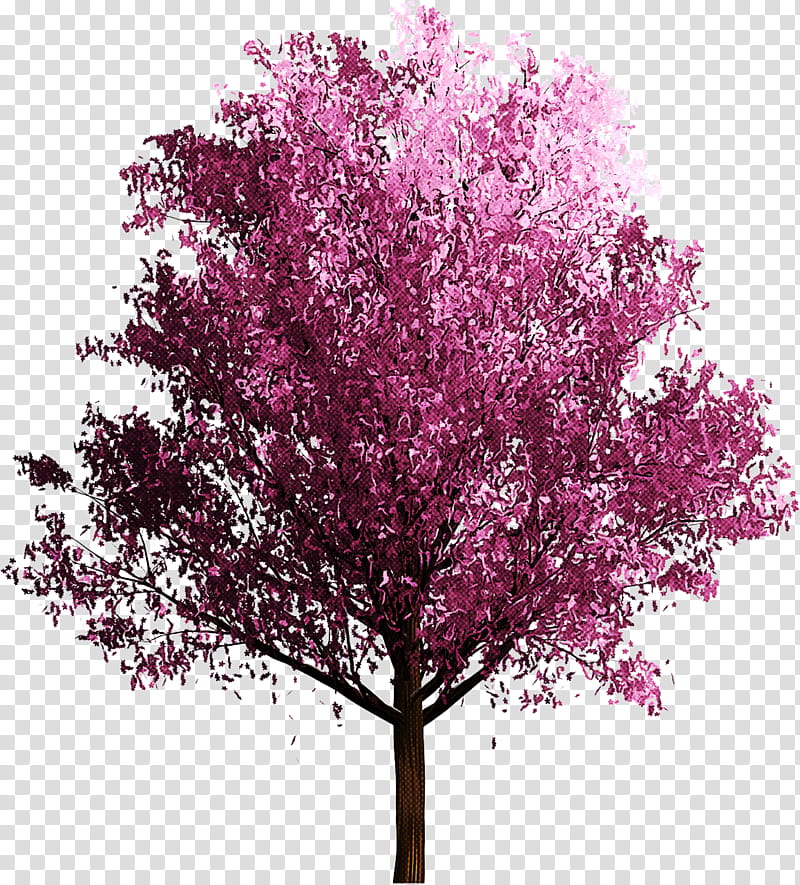 tree pink plant flower red bud, Woody Plant, Lilac, Redbud, Magenta, Blossom transparent background PNG clipart