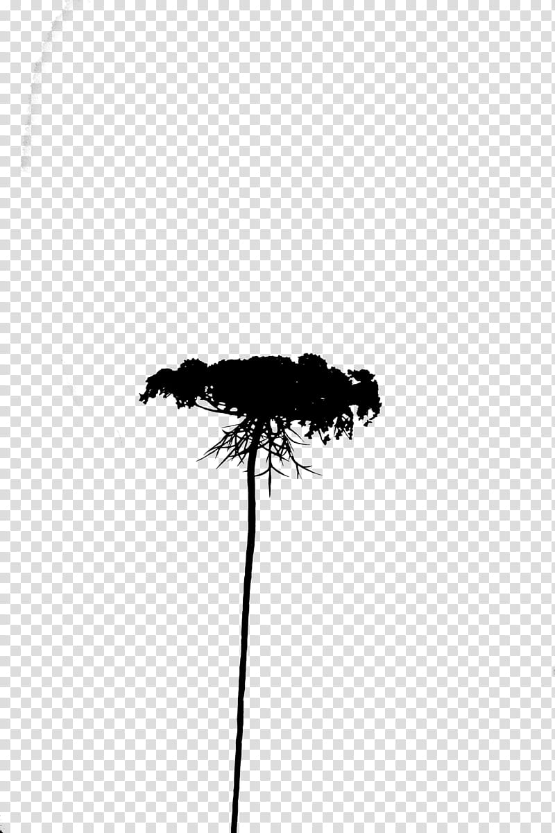 Family Tree Silhouette, Sky, Black M, Blackandwhite, Plant, Grass Family, Branch, Plant Stem transparent background PNG clipart