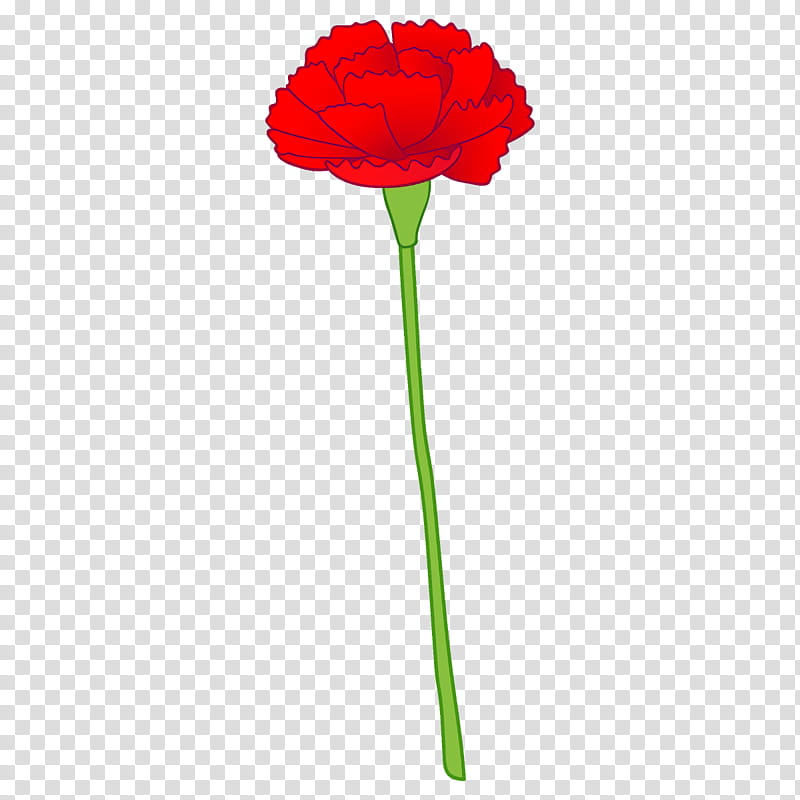 carnation flower, Plant, Cut Flowers, Plant Stem, Pedicel, Coquelicot, Petal, Poppy Family transparent background PNG clipart