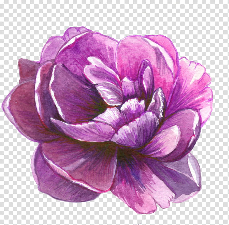 Purple Watercolor Flower, Sticker, Paper, Lilac, Violet, Stationery, Petal, Watercolor Painting transparent background PNG clipart