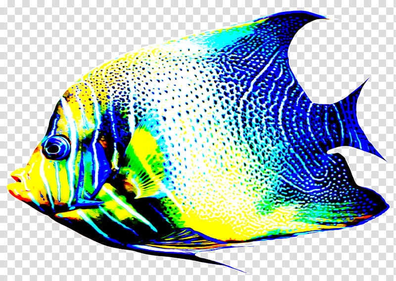 fish pomacanthidae fish holacanthus marine biology, Butterflyfish, Golden Angelfish, Electric Blue, Pomacentridae, Coral Reef Fish transparent background PNG clipart