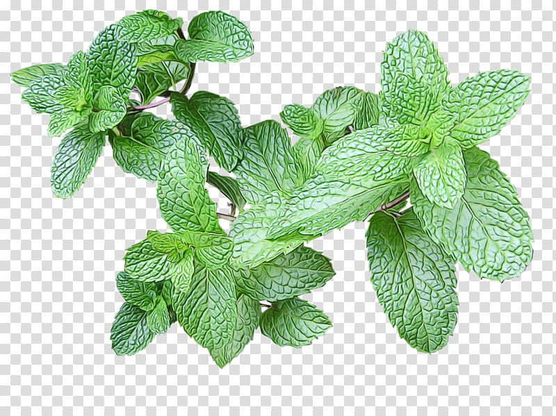 Lemon Flower, Mojito, Herb, Peppermint, Food, Flavor, Mint Julep, Mint Chocolate transparent background PNG clipart