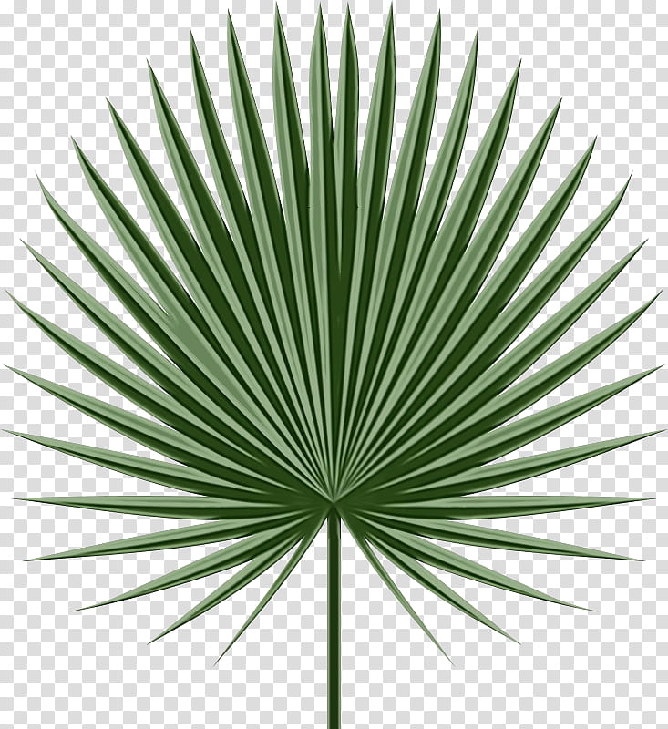 Black And White Flower, Watercolor, Paint, Wet Ink, Leaf, Palm Trees, Saw Palmetto, Plants transparent background PNG clipart