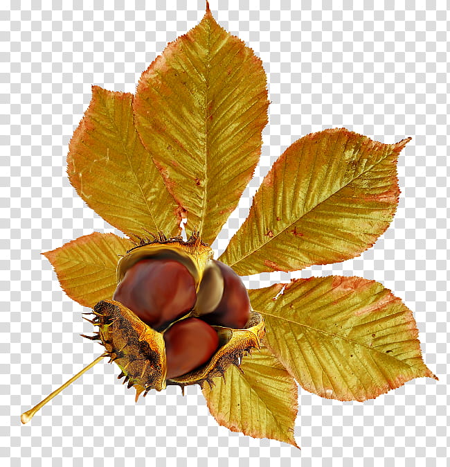 Autumn Leaf Drawing, Chestnut, Fruit, Acorn, Food, Peach, Brown, Season transparent background PNG clipart