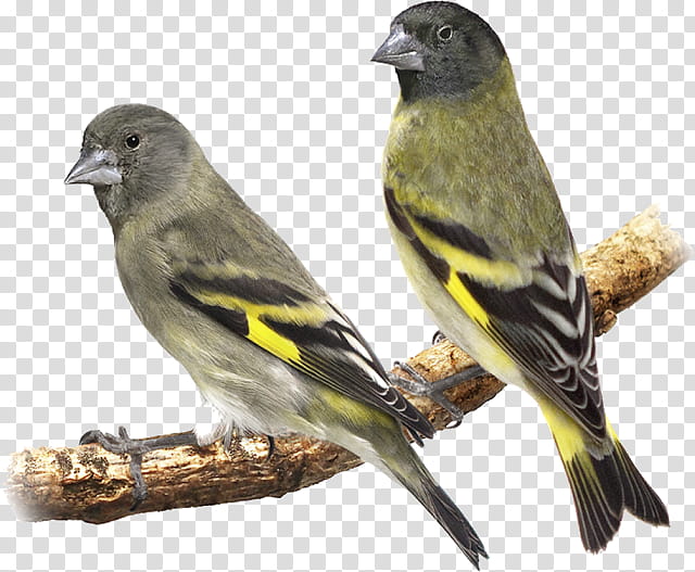 Bird, Finches, Atlantic Canary, Sparrow, Eurasian Siskin, Goldfinch, American Goldfinch, European Goldfinch transparent background PNG clipart
