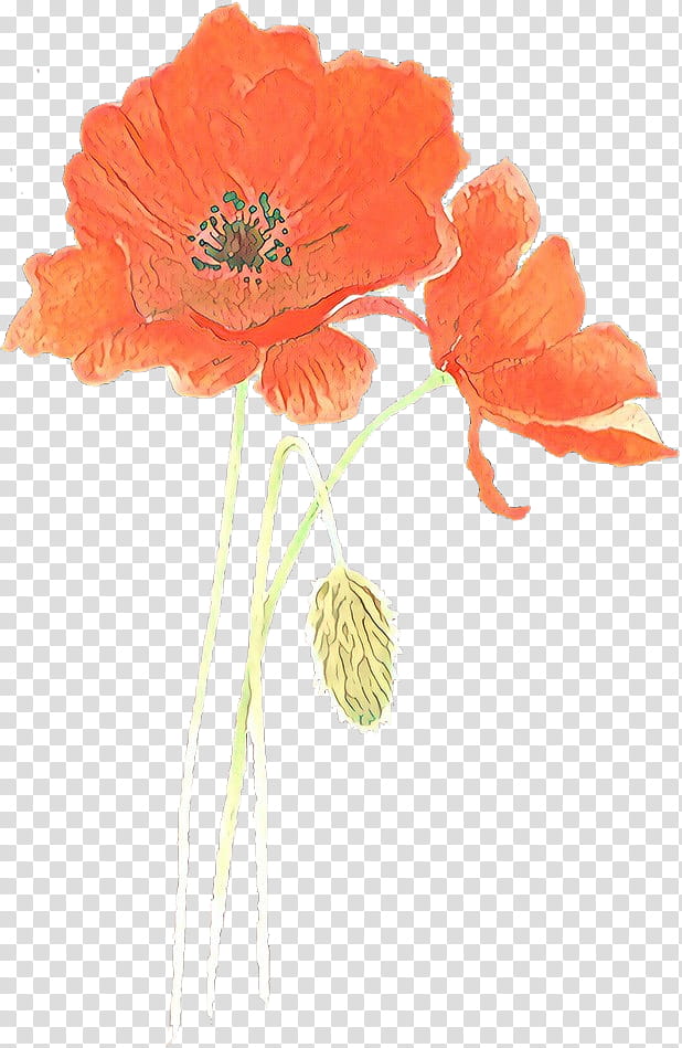 Orange, Cartoon, Flower, Plant, Oriental Poppy, Petal, Flowering Plant, Corn Poppy transparent background PNG clipart