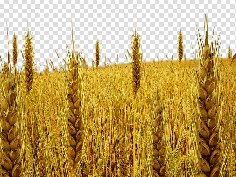tare field, wheat field transparent background PNG clipart