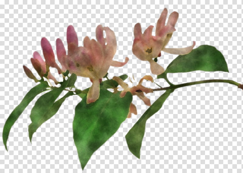 flower plant leaf tree honeysuckle transparent background PNG clipart