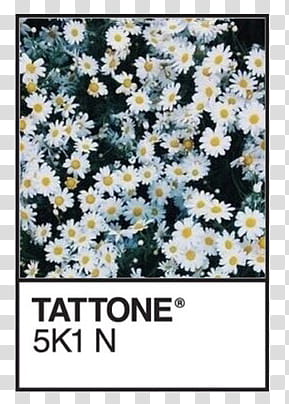 Pantone s, white daisies illustration transparent background PNG clipart