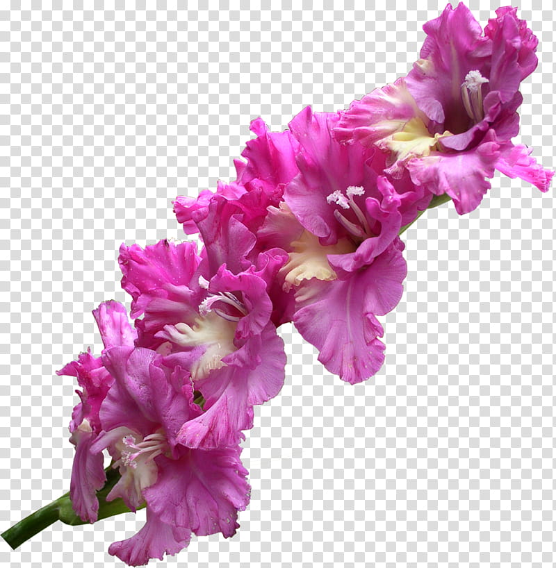 Pink Flower, Gladiolus, Iris Family, Cut Flowers, Plant, Magenta, Petal transparent background PNG clipart