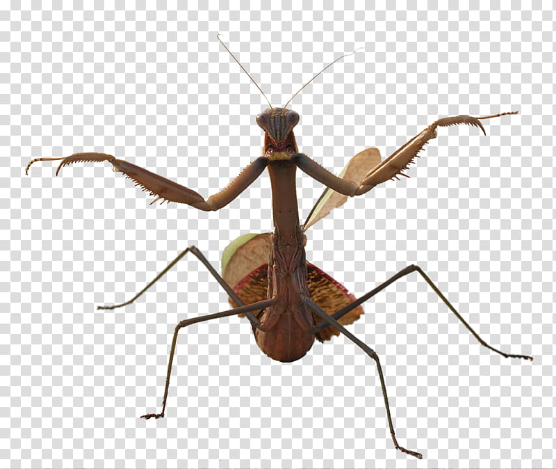 Animals , brown praying mantis illustration transparent background PNG clipart
